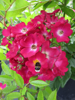 Rosa Violetta